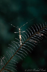 This Skeleton Shrimp (Caprella sp., size about 8mm) was v... by Michael Henke 